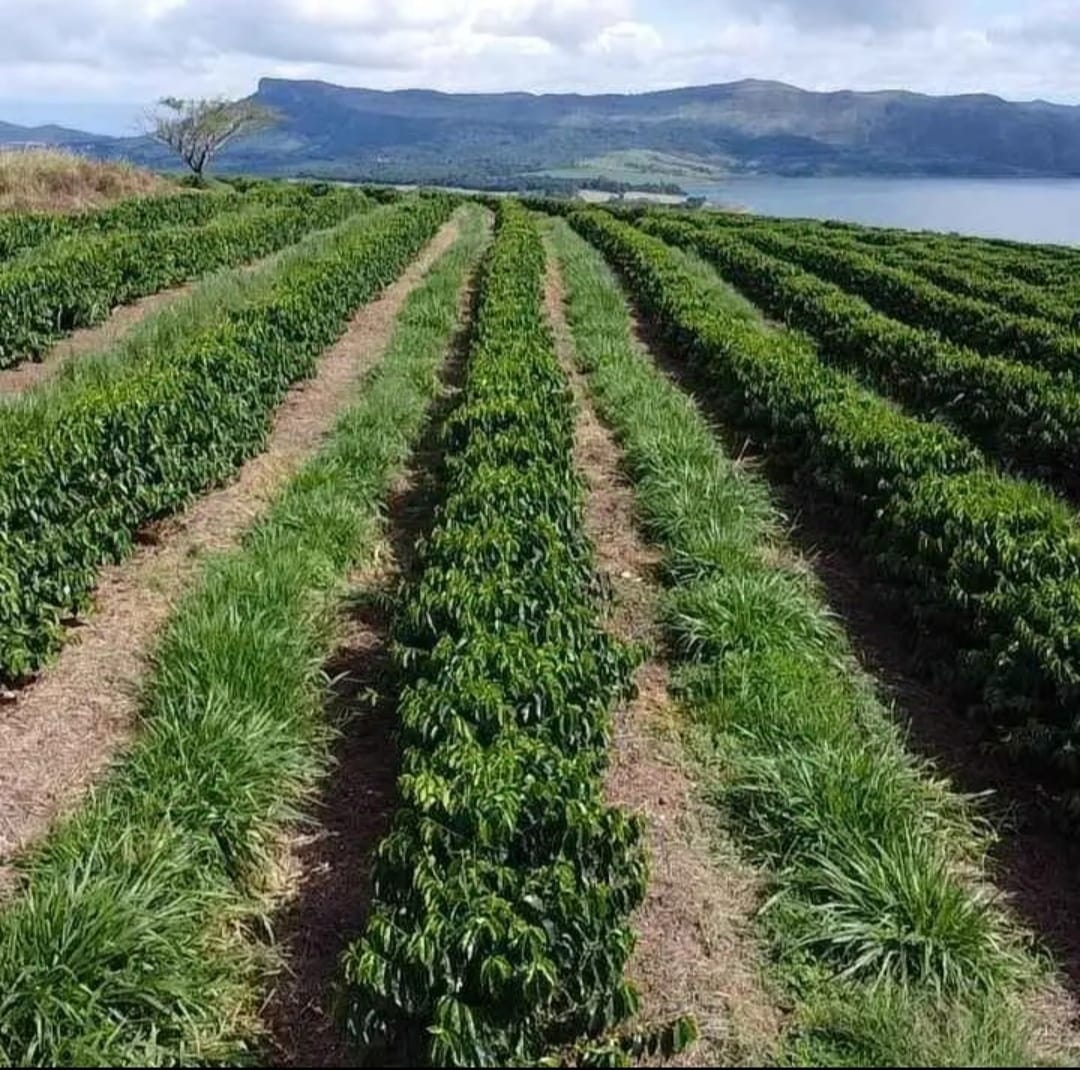 Fazenda à venda com 3 quartos - Foto 1