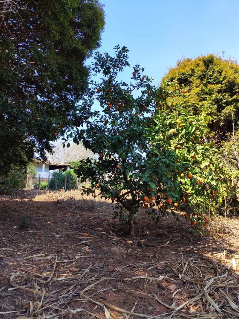Fazenda à venda com 1 quarto, 116m² - Foto 6