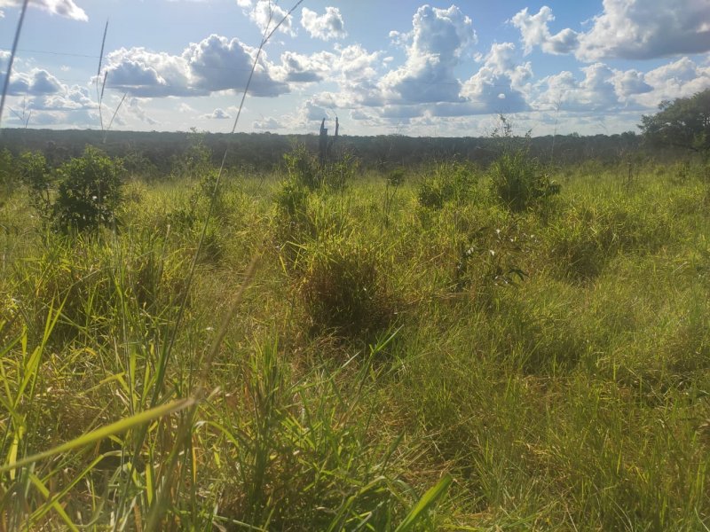 Fazenda à venda com 1 quarto, 800000m² - Foto 5