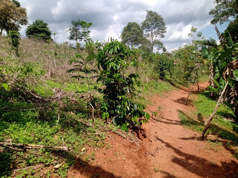 Sítio à venda com 1 quarto, 30000m² - Foto 6