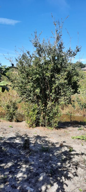 Sítio à venda com 1 quarto, 4700m² - Foto 22