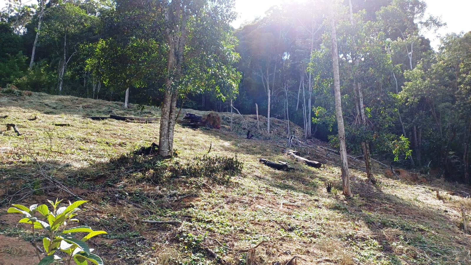 Chácara à venda com 1 quarto, 5000m² - Foto 4