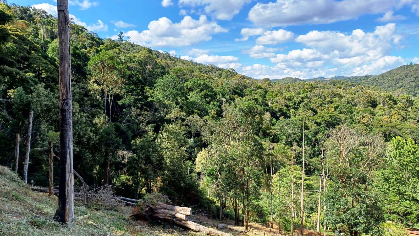 Chácara à venda com 1 quarto, 5000m² - Foto 3