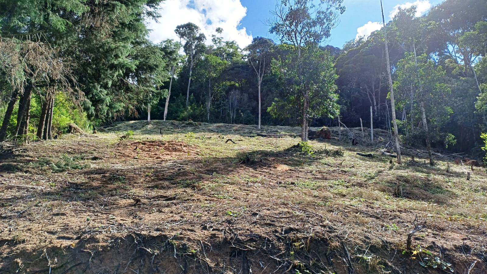 Chácara à venda com 1 quarto, 5000m² - Foto 6
