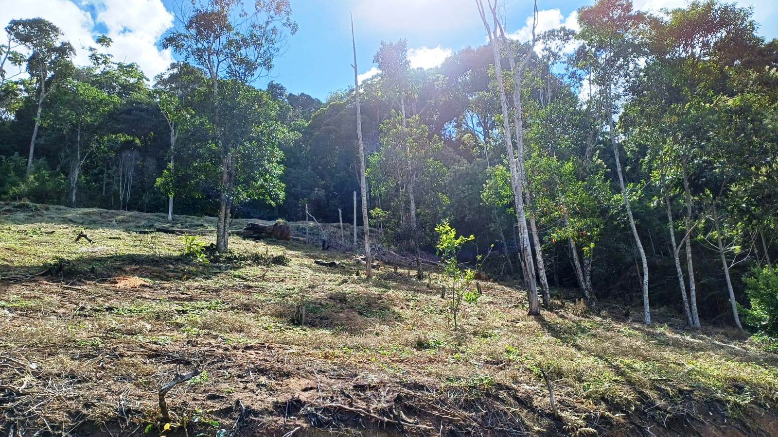Chácara à venda com 1 quarto, 5000m² - Foto 8
