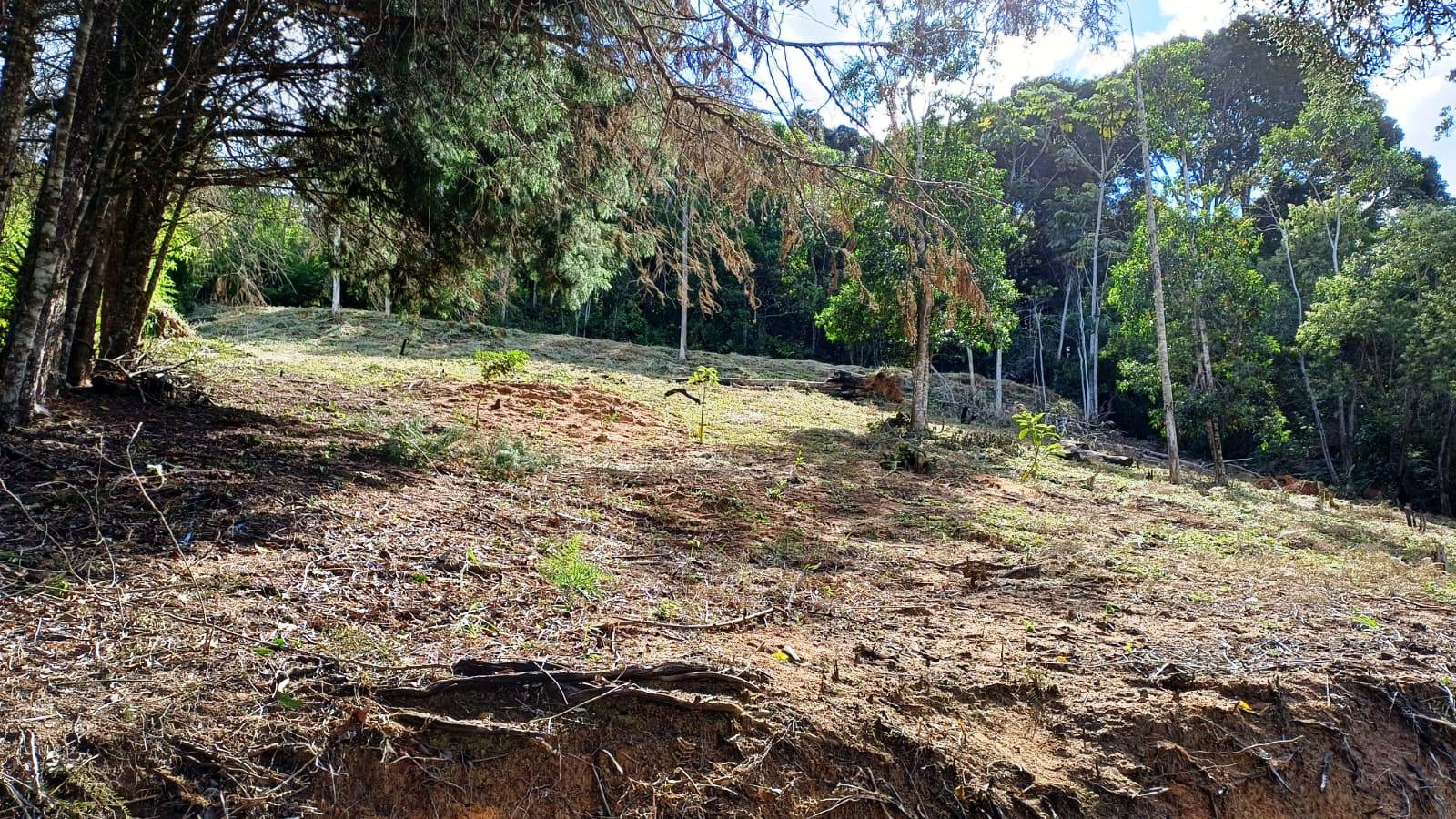 Chácara à venda com 1 quarto, 5000m² - Foto 7