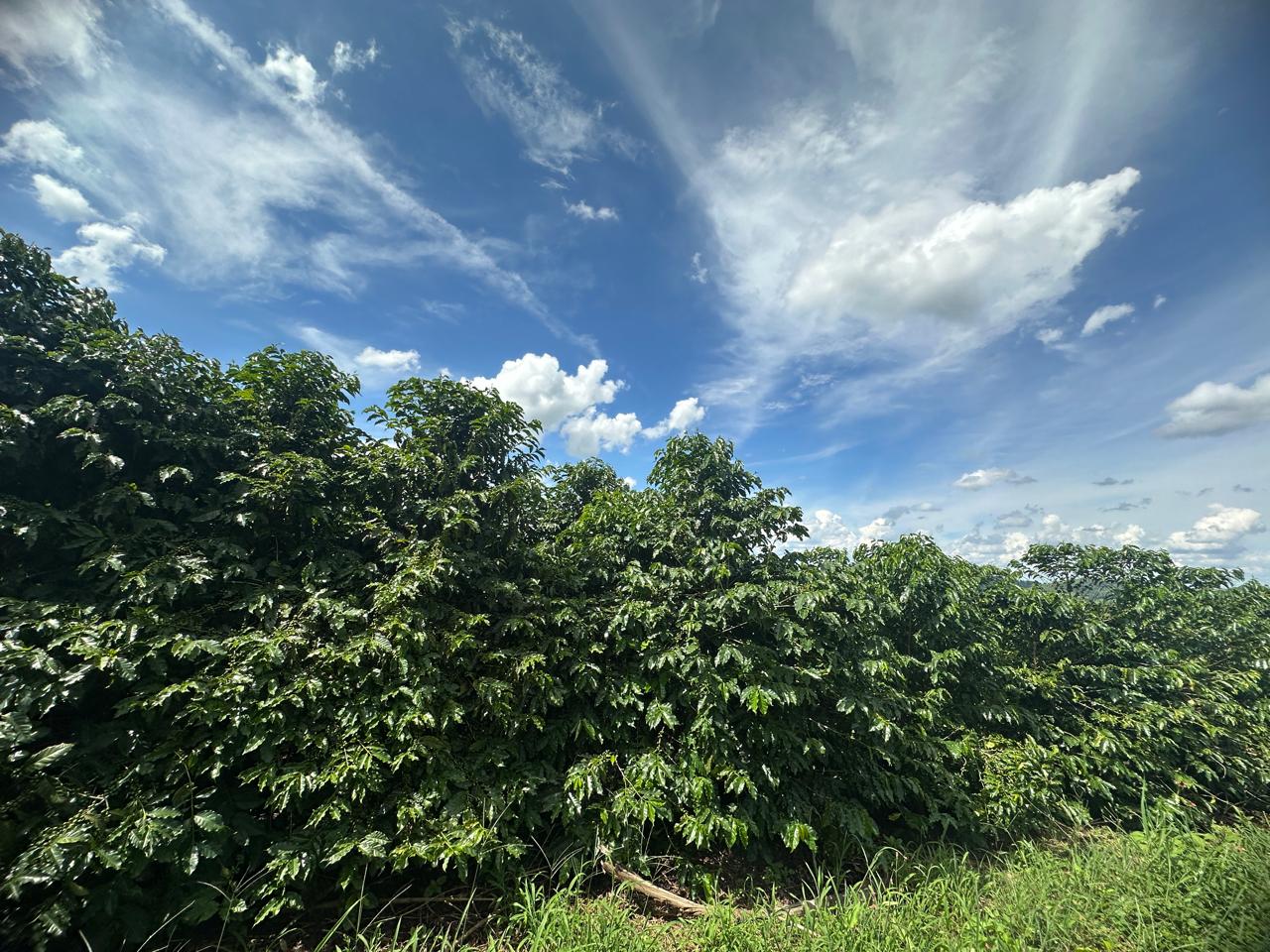 Fazenda à venda com 2 quartos - Foto 13