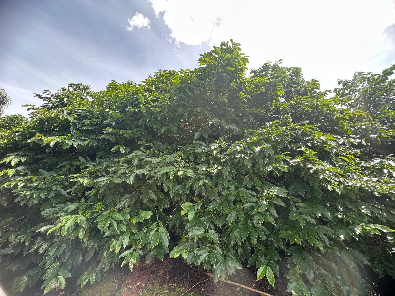 Fazenda à venda com 2 quartos - Foto 10