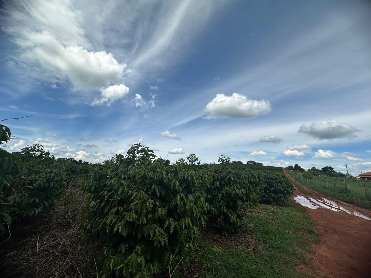 Fazenda à venda com 2 quartos - Foto 19