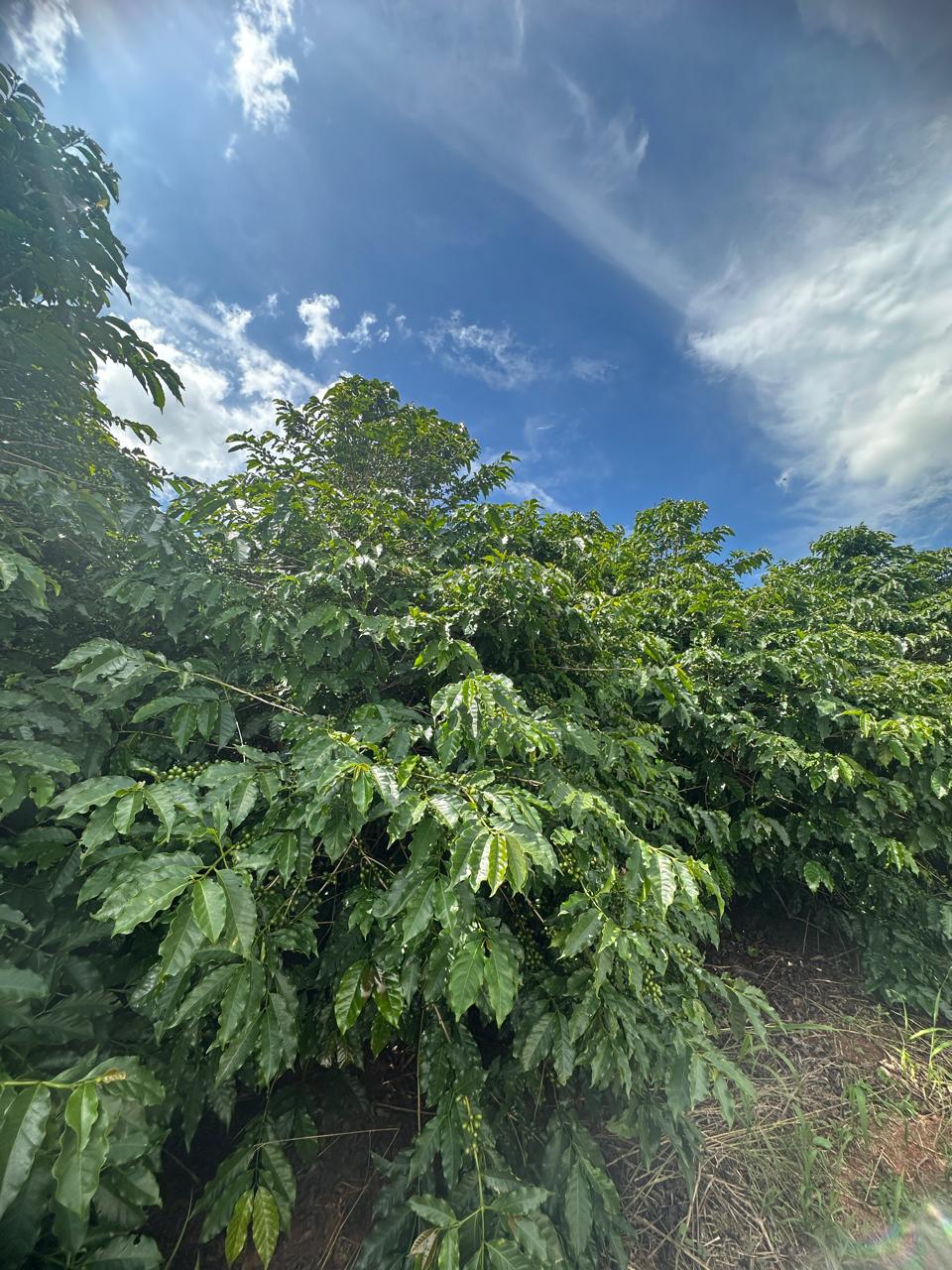 Fazenda à venda com 2 quartos - Foto 16