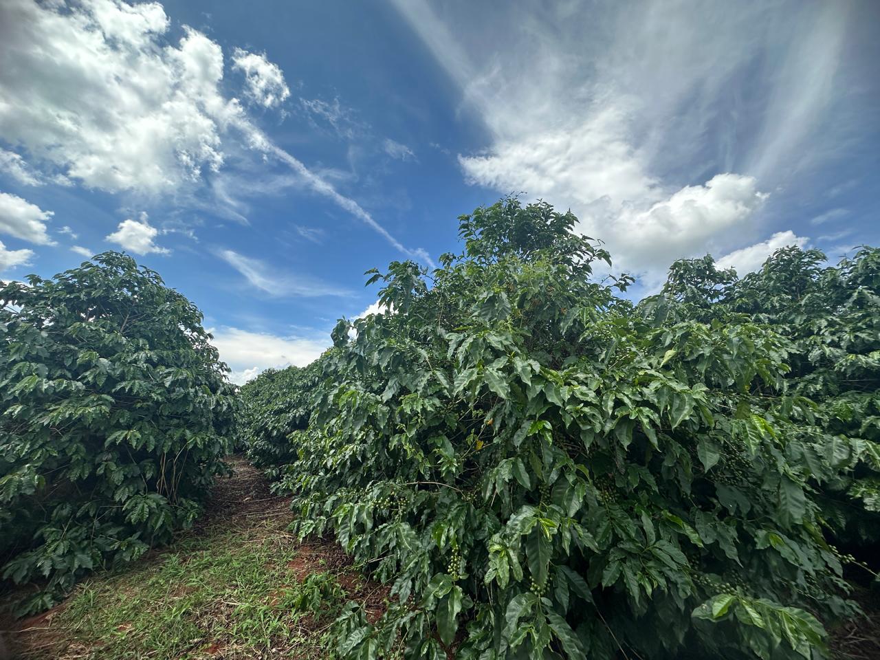 Fazenda à venda com 2 quartos - Foto 18
