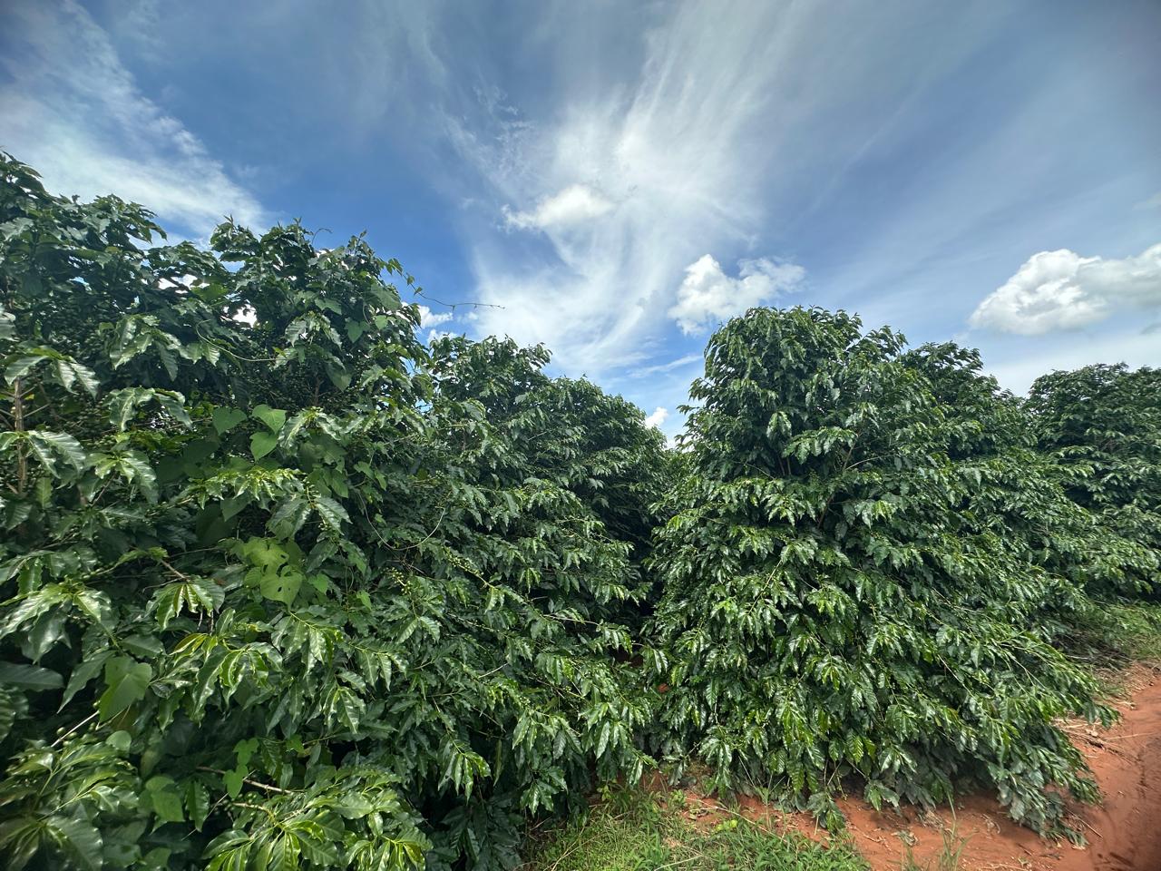 Fazenda à venda com 2 quartos - Foto 6