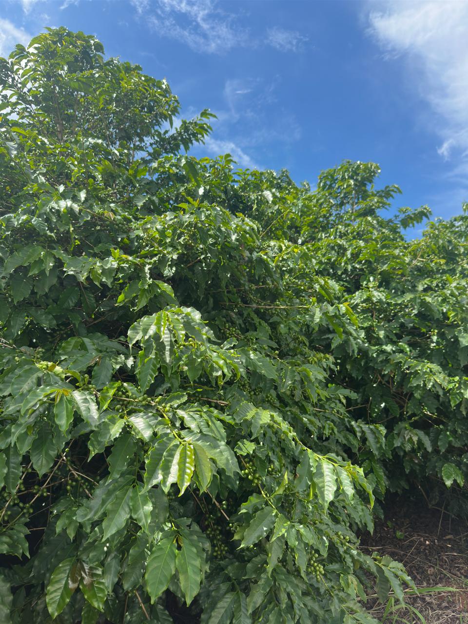 Fazenda à venda com 2 quartos - Foto 17