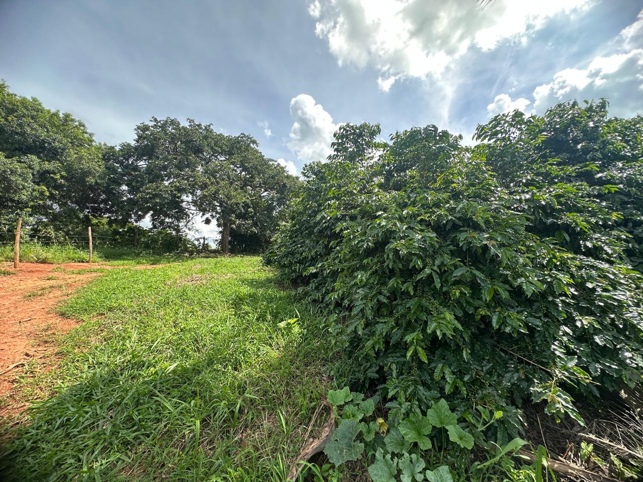 Fazenda à venda com 2 quartos - Foto 11