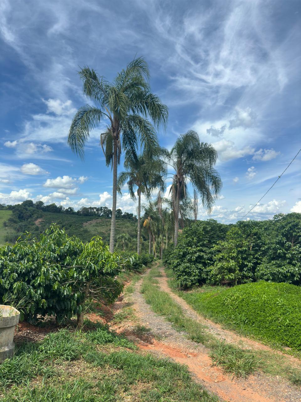 Fazenda à venda com 2 quartos - Foto 7