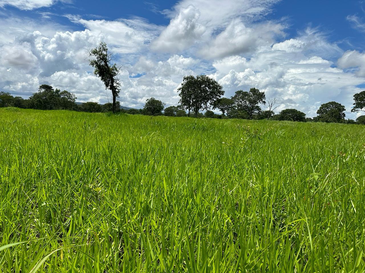Fazenda à venda com 7 quartos, 18000000m² - Foto 1