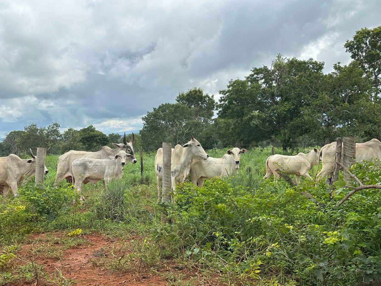 Fazenda à venda com 7 quartos, 18000000m² - Foto 9