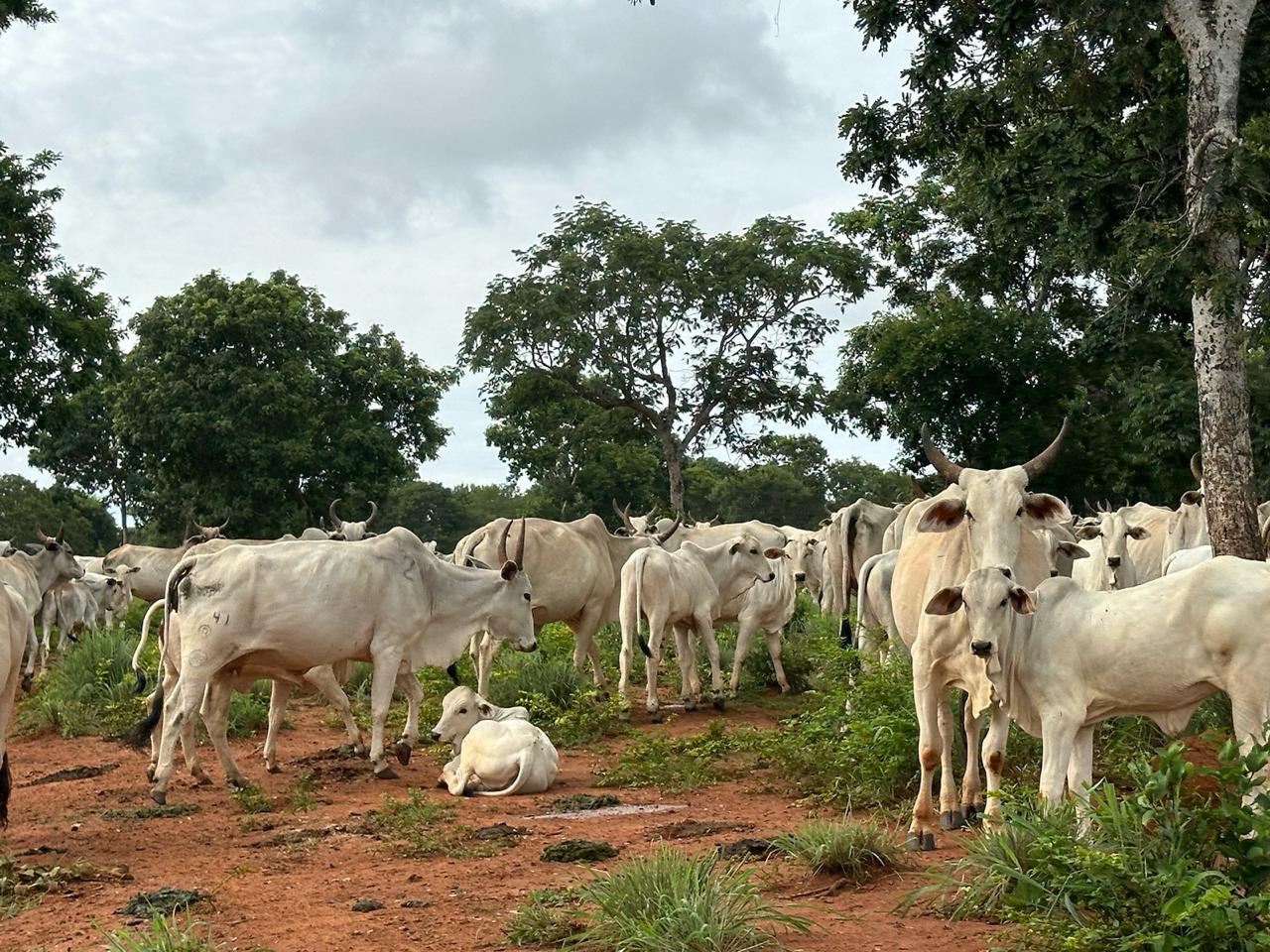 Fazenda à venda com 7 quartos, 18000000m² - Foto 7