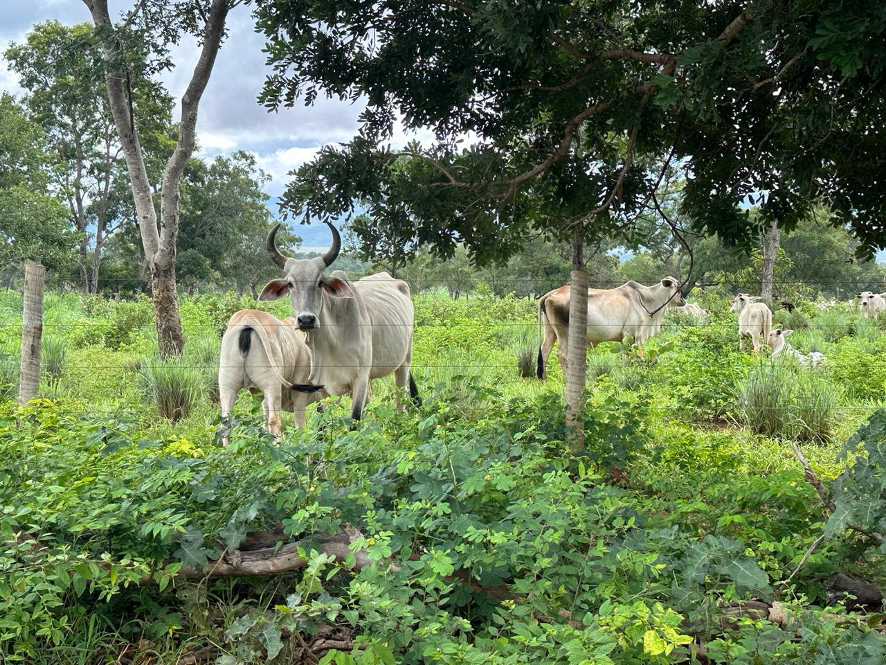 Fazenda à venda com 7 quartos, 18000000m² - Foto 6