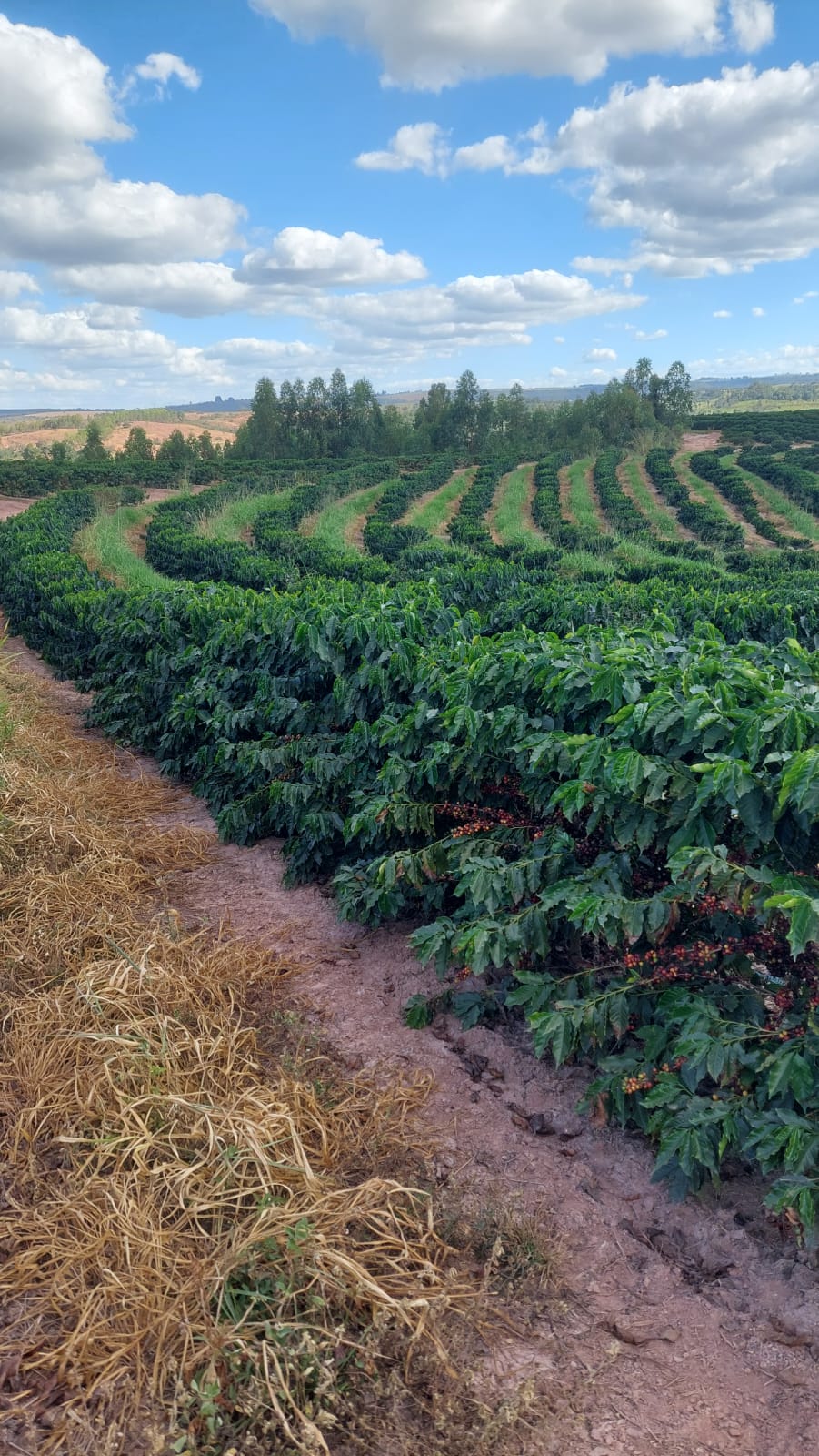 Fazenda à venda com 1 quarto, 1490000m² - Foto 5
