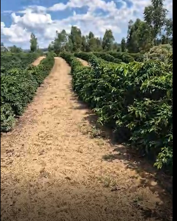 Fazenda à venda com 1 quarto, 1490000m² - Foto 8