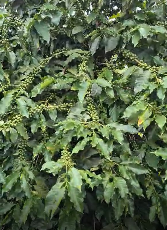 Fazenda à venda com 1 quarto, 1490000m² - Foto 9