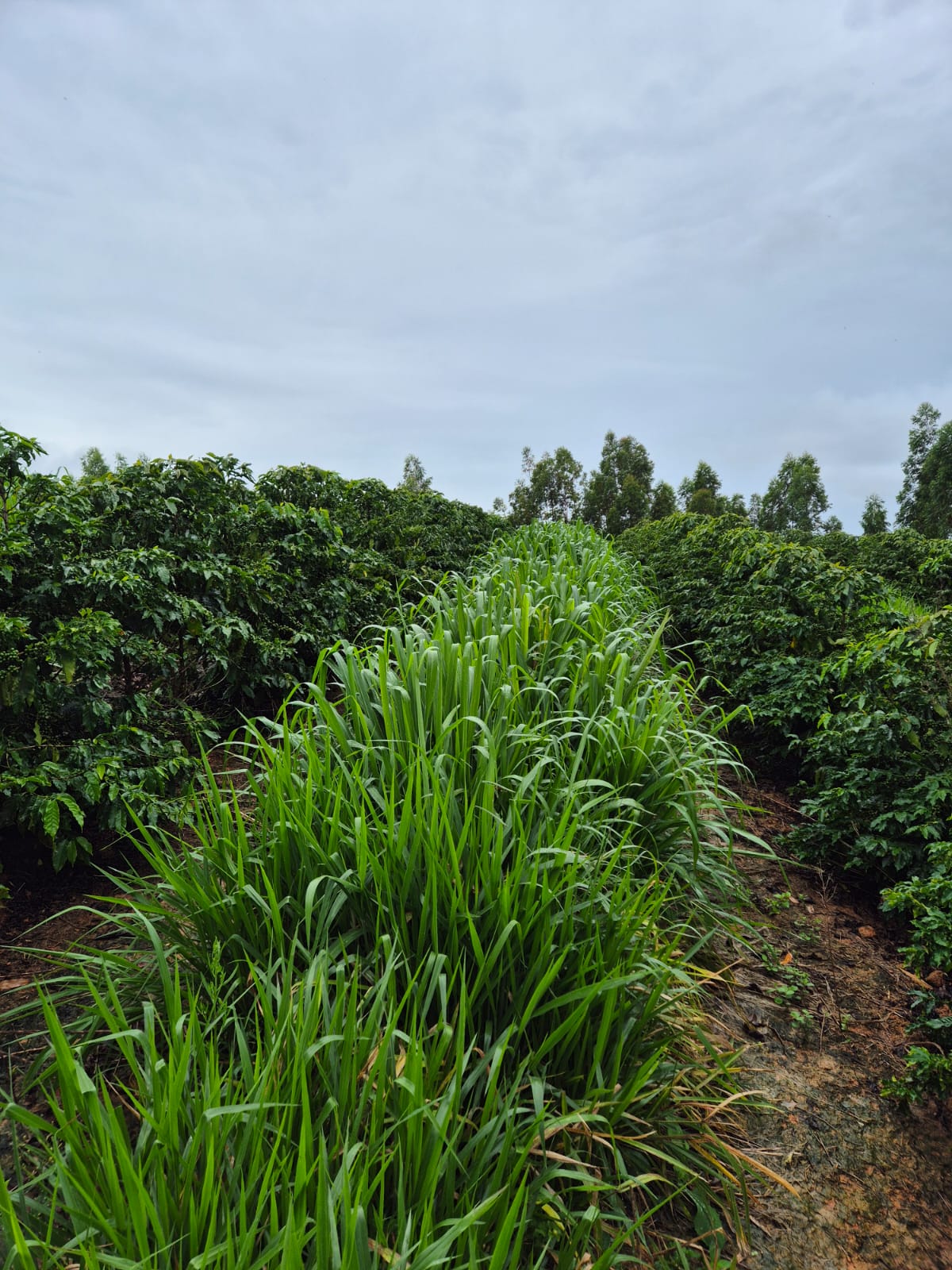 Fazenda à venda com 1 quarto, 1490000m² - Foto 11