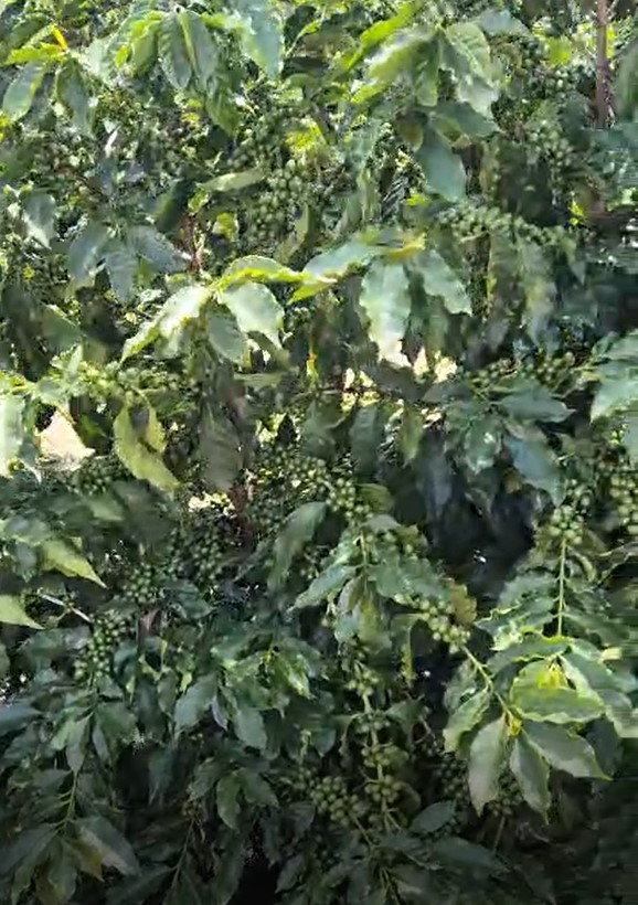 Fazenda à venda com 1 quarto, 1490000m² - Foto 10