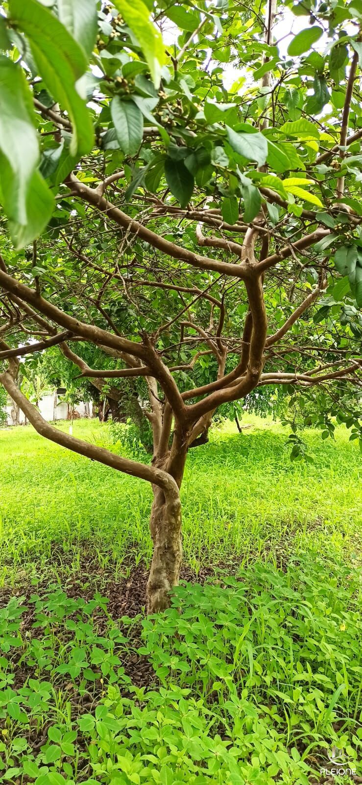 Chácara à venda com 3 quartos, 8000m² - Foto 18