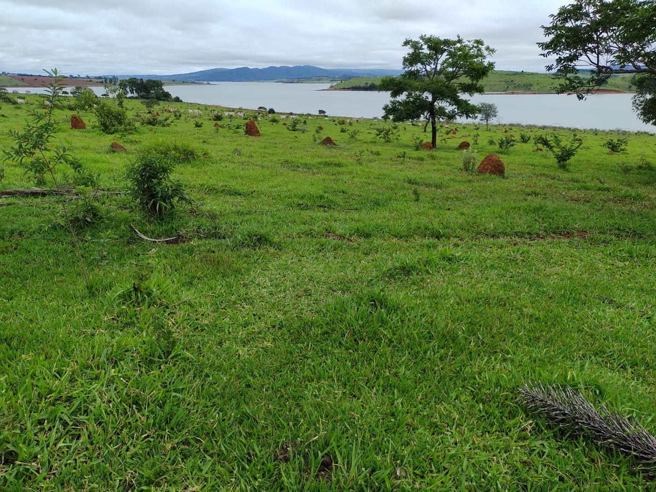 Fazenda à venda com 1 quarto, 950000m² - Foto 7