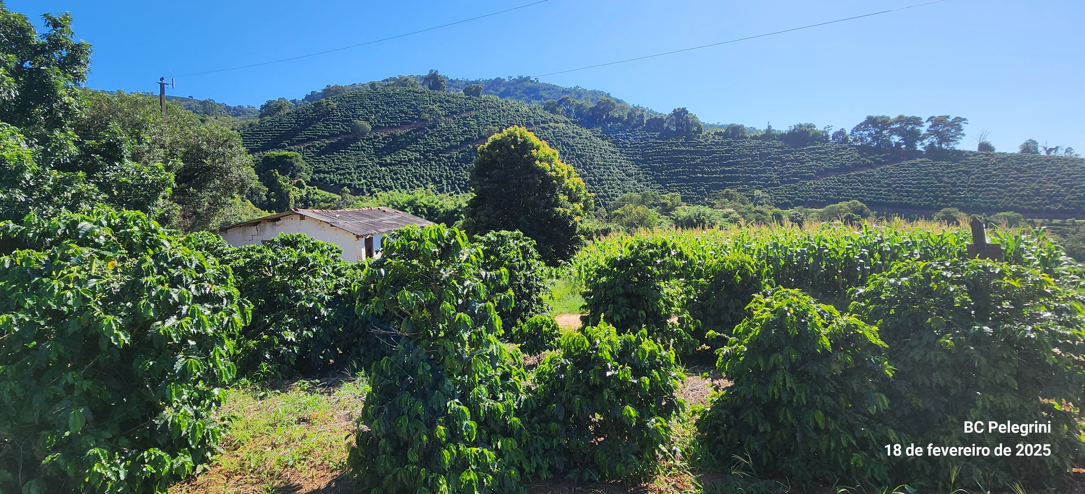 Fazenda à venda com 1 quarto, 1620000m² - Foto 17