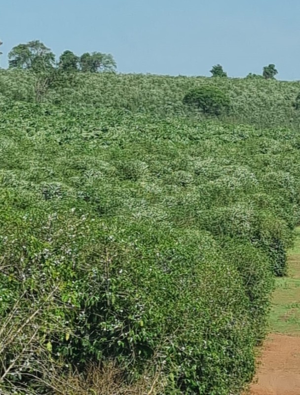 Sítio à venda com 1 quarto, 242000m² - Foto 7