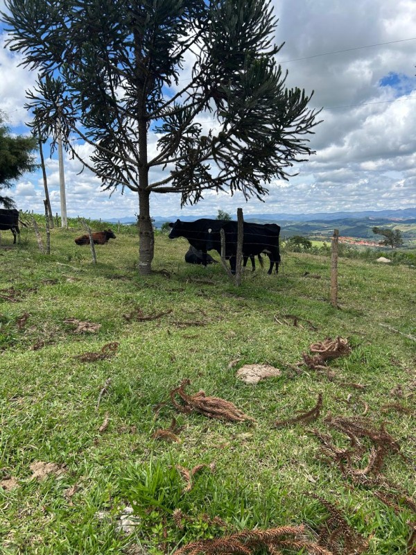 Sítio à venda com 3 quartos, 66300m² - Foto 21