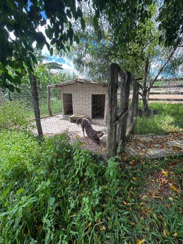 Sítio à venda com 3 quartos, 66300m² - Foto 19