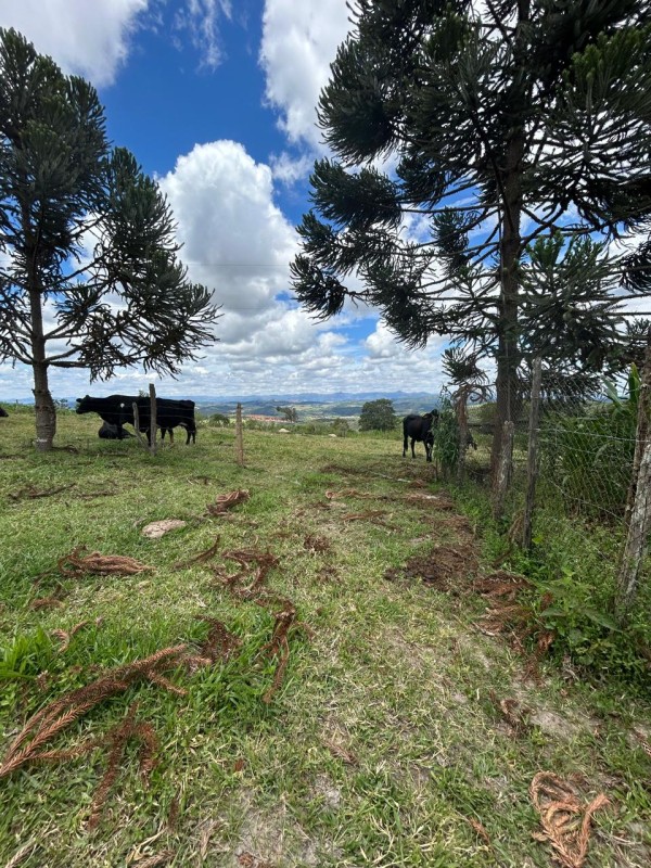 Sítio à venda com 3 quartos, 66300m² - Foto 23