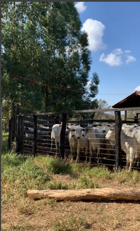Fazenda à venda com 1 quarto, 3500000000m² - Foto 6