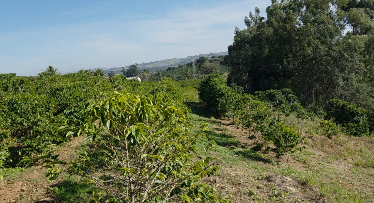 Sítio à venda com 1 quarto, 121000m² - Foto 9