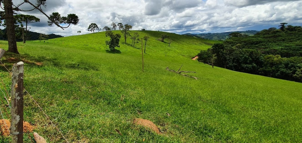 Fazenda à venda com 1 quarto, 1650000m² - Foto 9