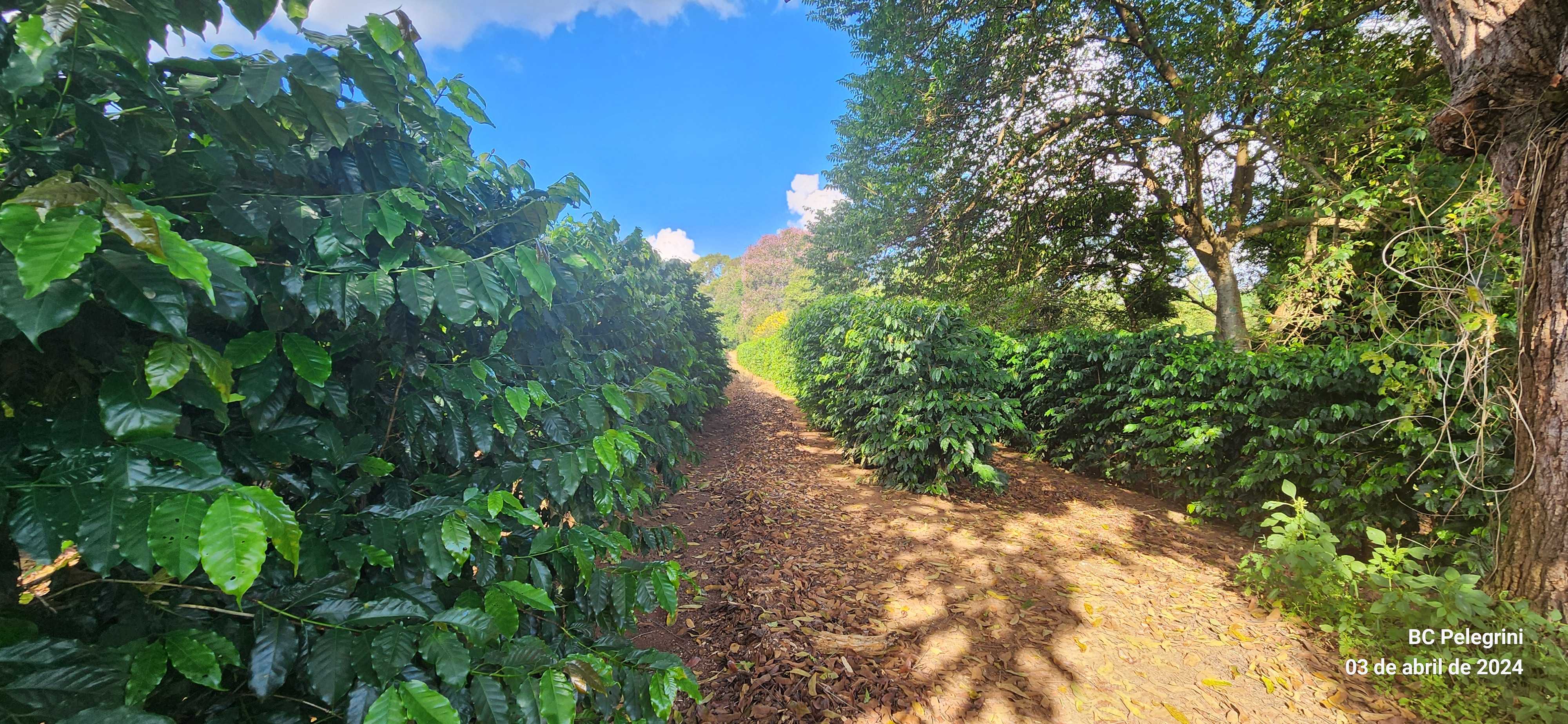 Fazenda à venda com 3 quartos, 680m² - Foto 6
