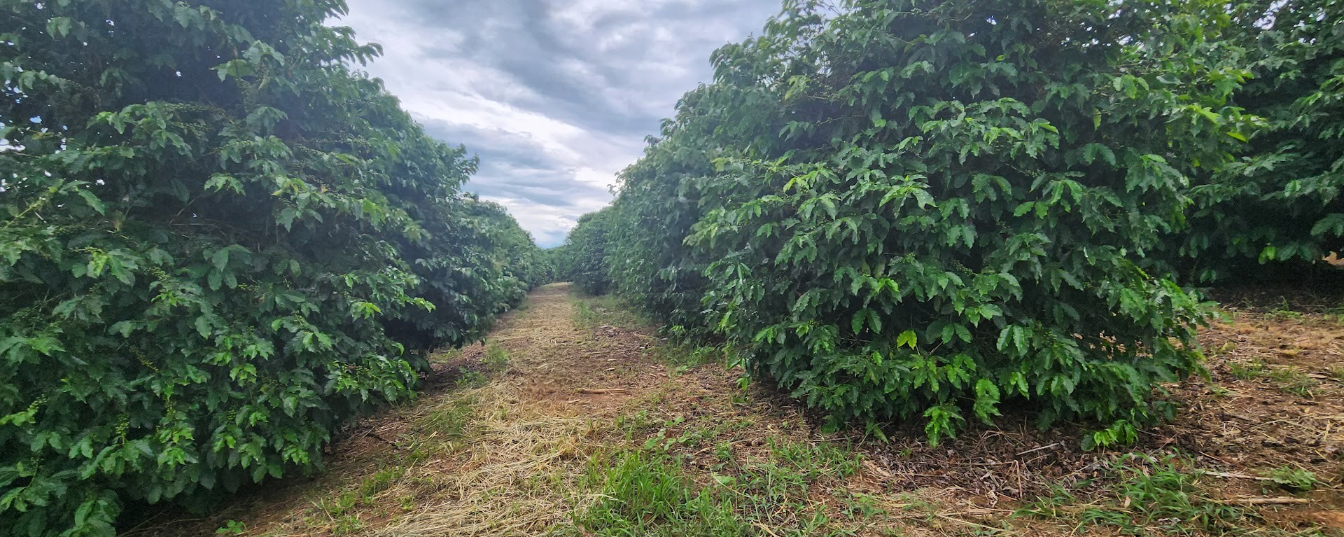 Fazenda à venda com 3 quartos, 680m² - Foto 2