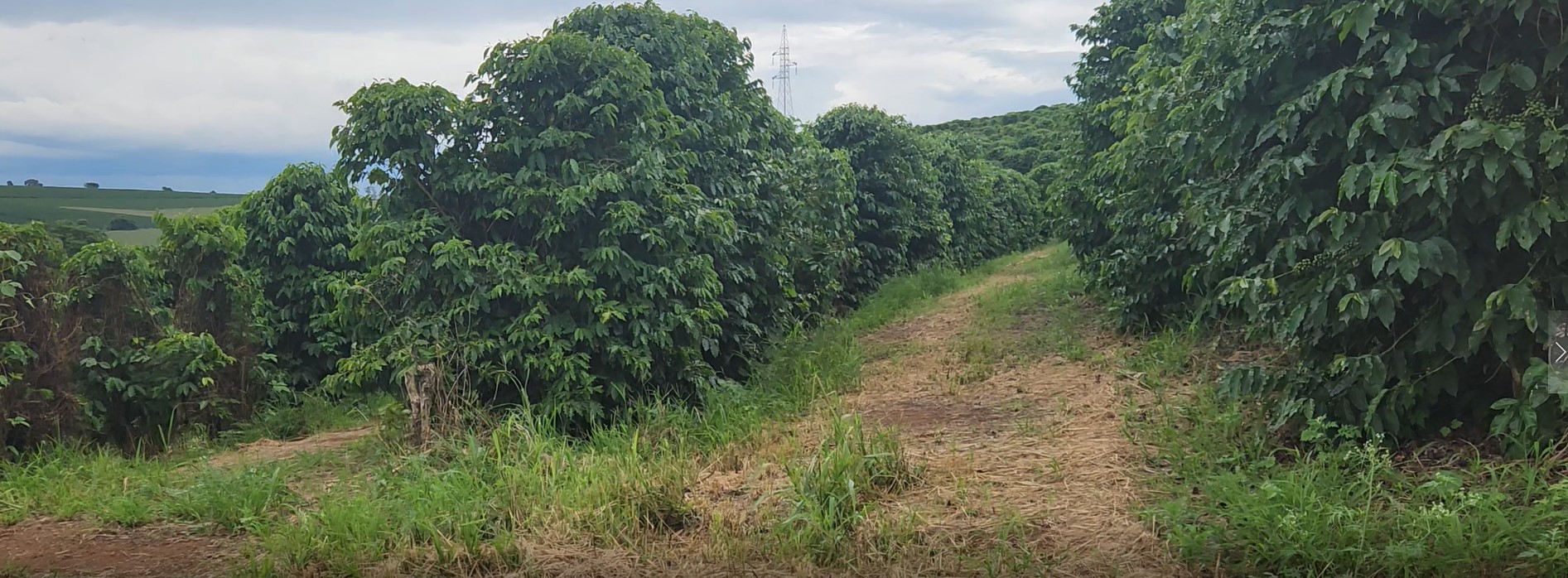 Fazenda à venda com 3 quartos, 680m² - Foto 3