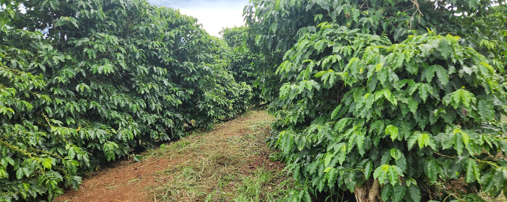Fazenda à venda com 3 quartos, 680m² - Foto 5