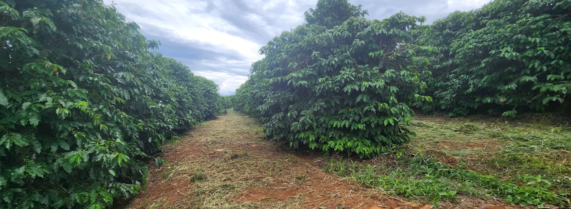 Fazenda à venda com 3 quartos, 680m² - Foto 4